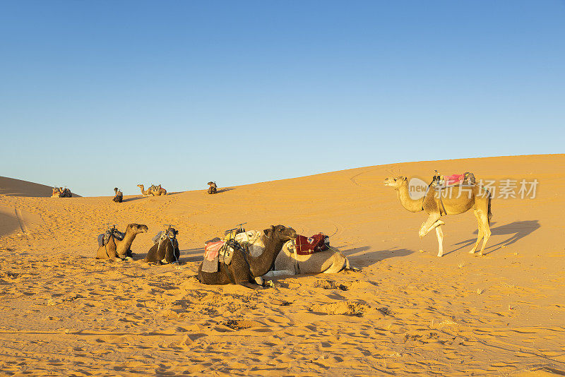 骆驼在沙漠中休息，Merzouga, Erg Chebbi，撒哈拉，摩洛哥